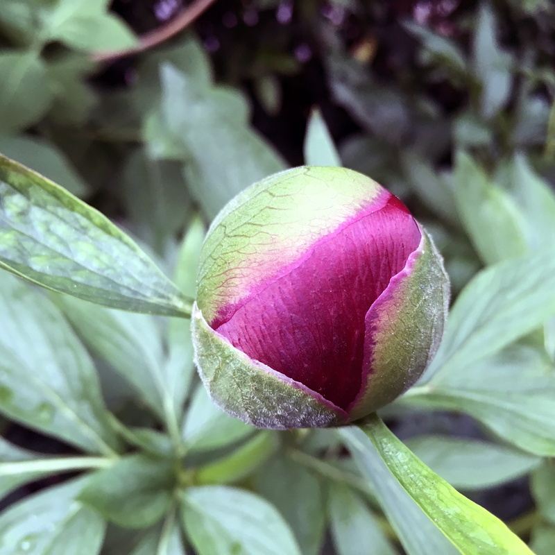 outdoor, spring, day, leaf, beauty in nature, green color, red, romantic, vegetable, bloom, no people, pink, outdoors, floral, fragility, summer, Peonies