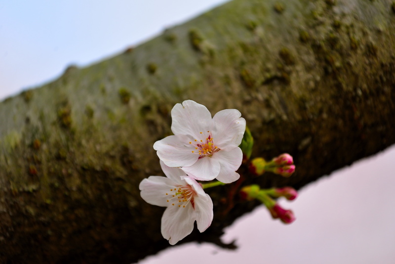 springtime, branch, no people, spring, bloom, petal, inflorescence, orchid, flowering plant, natural, season, cherry tree, freshness, tree, growth, close-up