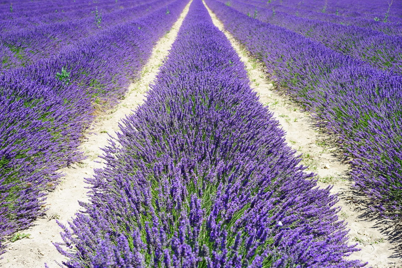 freshness, blooming lavender, flowers, botany, fragrant, lavender colored, flowering, rural scene, fragility, plant, fragrance, french, land, aromatic