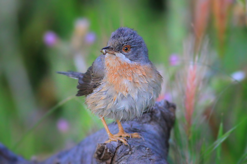 selective, no people, full length, animals in the wild, animal wildlife, tree, focus on foreground, bird, one animal, day, animal, perching, babbler, focus