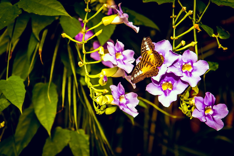 outdoors, animals in the wild, butterfly - insect, fragility, insect, nature, pollination, parthenos sylvia, animal, plant, close-up, brown clipper, one animal