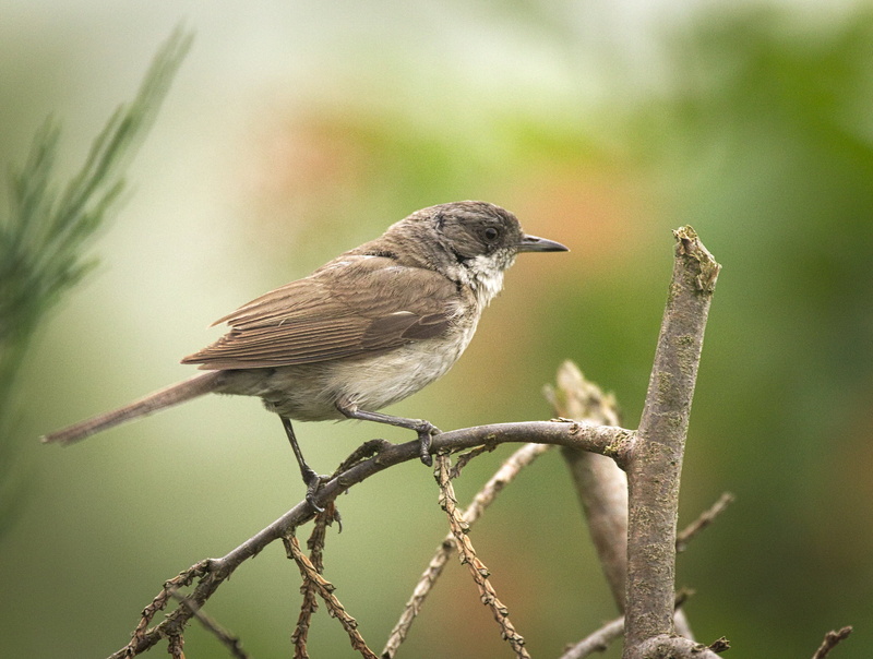 outdoors, selective focus, 1080P, Sylvia curruca, focus, nature, branch, wildlife, beak, Lesser whitethroat, lesser, bird Watching, parakeet, brown, photography