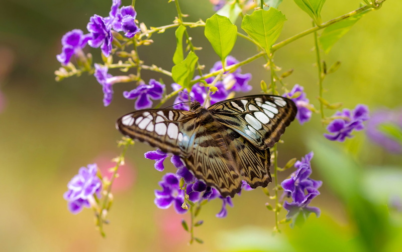 Sylvia Tiger, duranta, macro, 1080P, flowers, butterfly