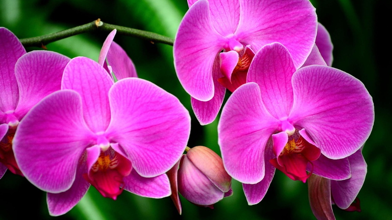 flower head, pink flowers, nature, fragility, day, orchids, pink color, flowers, freshness, flowering plant, vulnerability, growth, plant, petal, no people