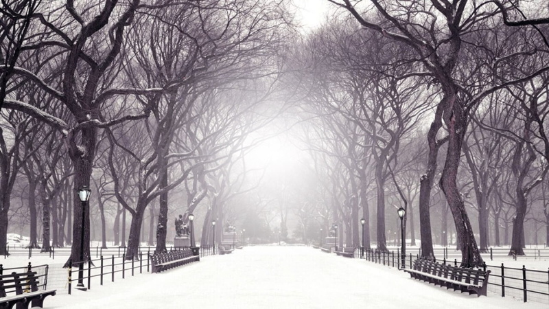 snowing, diminishing perspective, treelined, nature, tree, tranquility, 1080P, manhattan, monochrome, the mall and literary walk, covering, park, white color