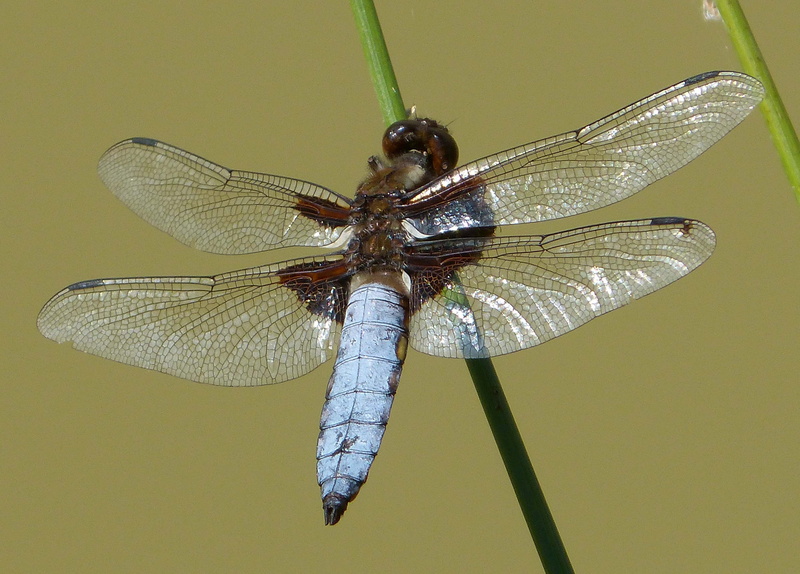 plant, libellula, close-up, animal, winged insect, plant stem, animal Wing, dragonfly, Mature, broad, Male, 4K, brown, Broad-bodied Chaser, white, chaser