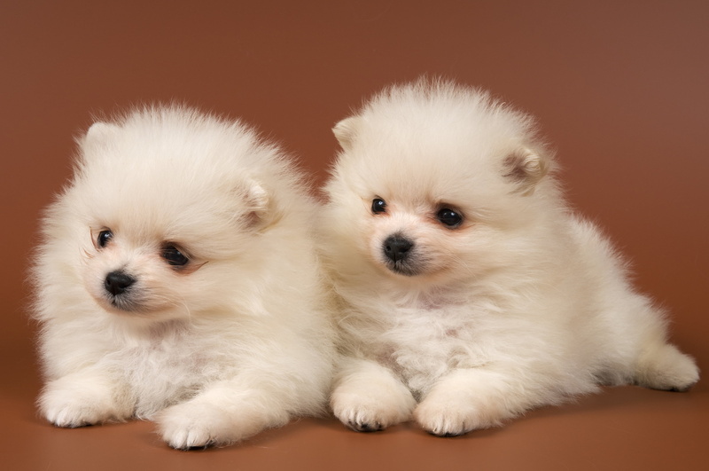 puppy, fluffy, purebred Dog, pets, one Animal, domestic, portrait, young Animal, cute, domestic Animals, animal family, 2K, grooming, looking, animal themes