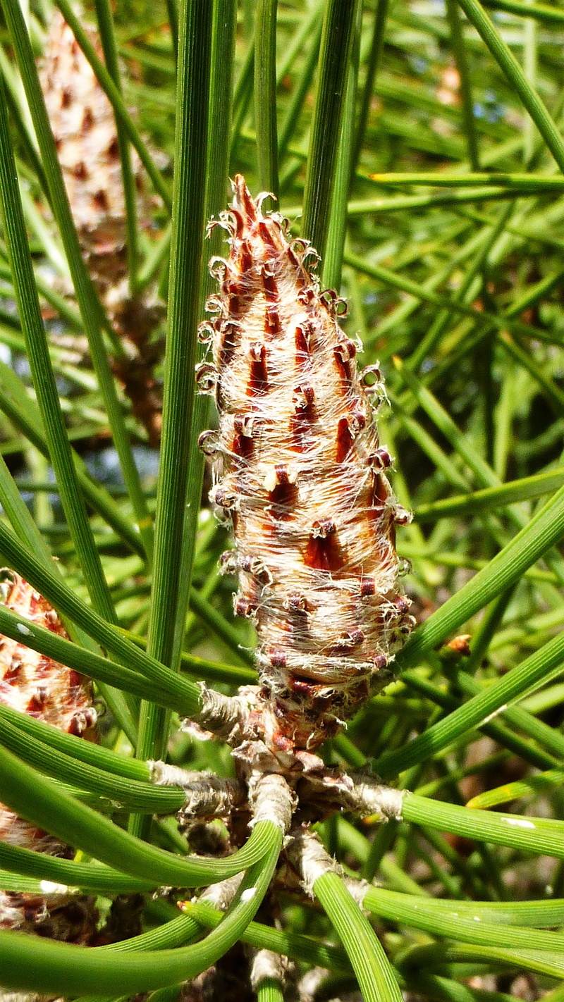 growth, grass, no people, plant, leaf, aude, day, botany, focus on foreground, pine, nature, france, outdoors, flower, close-up, selective focus, field
