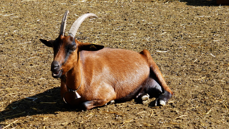 herbivorous, day, goat, animal, domestic, aude, high angle view, nature, brown, france, animal themes, domestic animals, pets, field, closed nature, horned