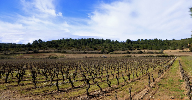 no people, farm, vineyard, growth, plantation, rural, in a row, cloud - sky, winemaking, agro-industry, environment, 4K, agriculture, field, sky, plant