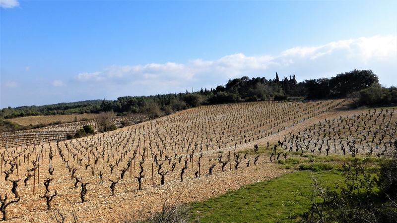 4K, agro-industry, scenics - nature, environment, no person, plant, tranquility, sky, outdoors, rural scene, winemaking, cloud - sky, vineyard, france