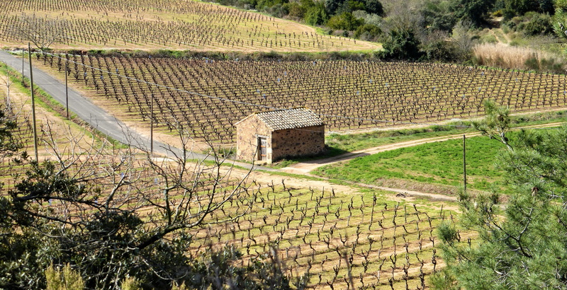 hiking, built structure, ruined, land, vineyard, 4K, winter, tree, day, ancient, no people, landscape, nature, aude, rural scene, the past, green color