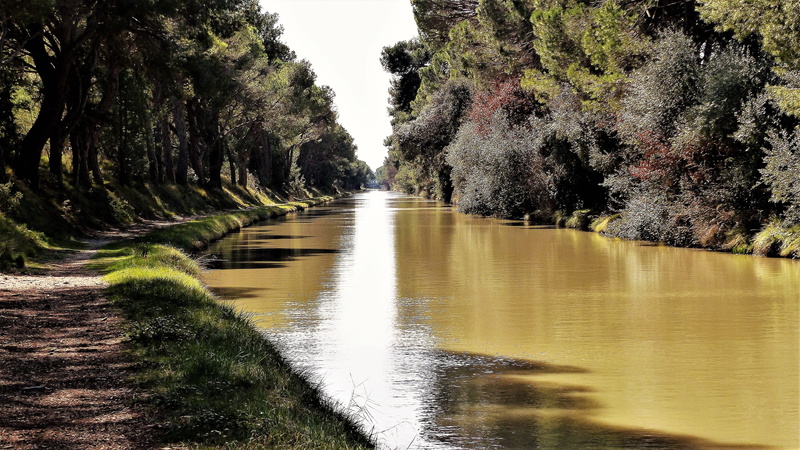 river, flowing, nature, midi channel, growth, body of water, 4K, non-urban scene, aude, no people, tranquil scene, full air, sky, flowing water, pine
