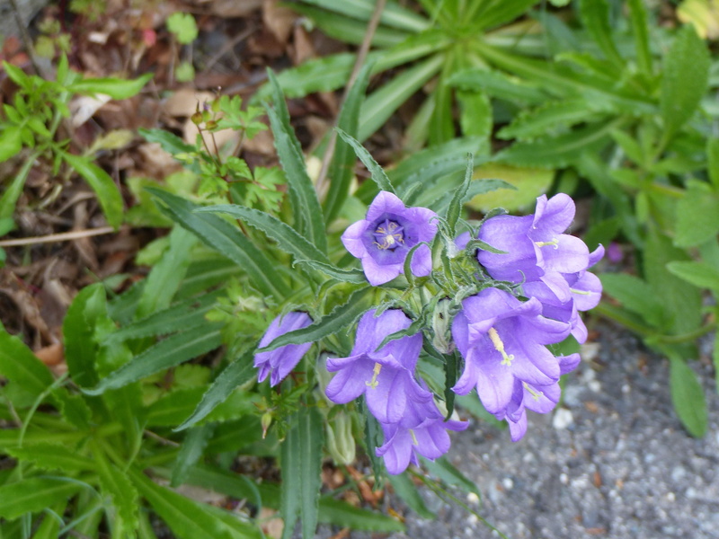 beauty in nature, vulnerability, green leaves, flowers, flowering plant, nature, no people, purple flowers, campanula, bells, growth, purple, flower head