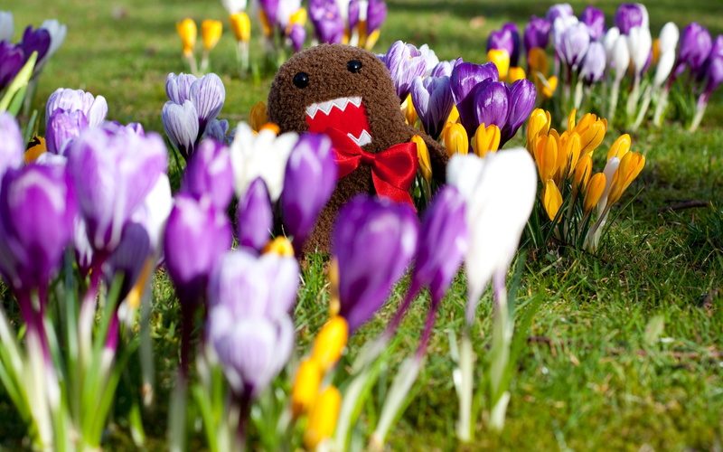 meadow, outdoors, grass, green Color, rural Scene, vulnerability, flower Head, backgrounds, day, flowering plant, kun, toy, sunlight, easter, colors, inflorescence