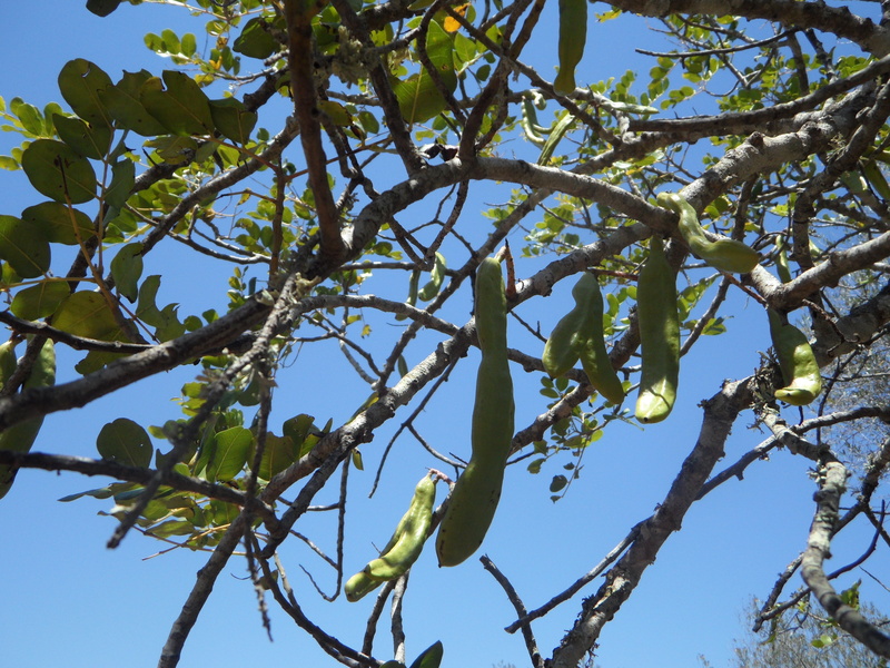 carob, beauty in nature, food and drink, plant part, fruit, growth, food, leaf, pods, nature, healthy eating, low angle view, forest, tree, 4K, outdoors