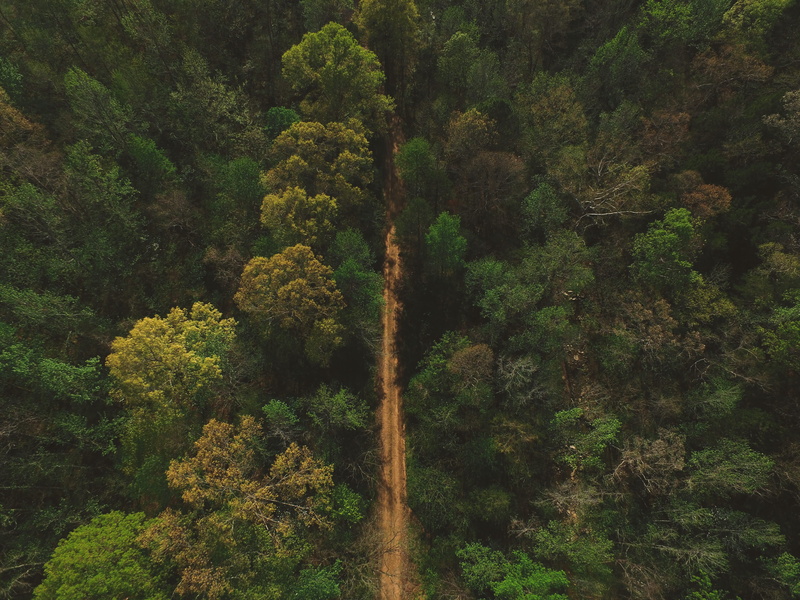 foliage, trees, green Color, Road Less Traveled, nature, landscape, plant, idyllic, day, road, land, scenics, environment, outdoors, growth, summer, woodland