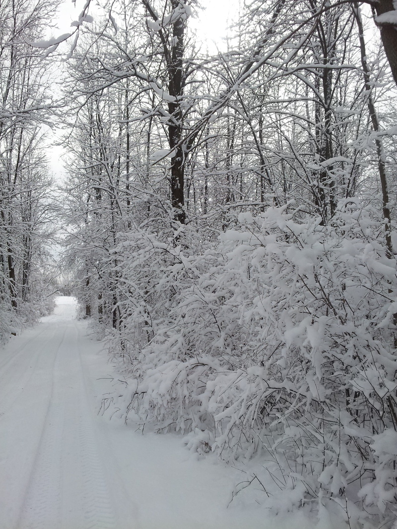 2K, forest, land, winter-time, diminishing perspective, bare tree, season, white color, snow, nature, tree, direction, white, winter, road less traveled