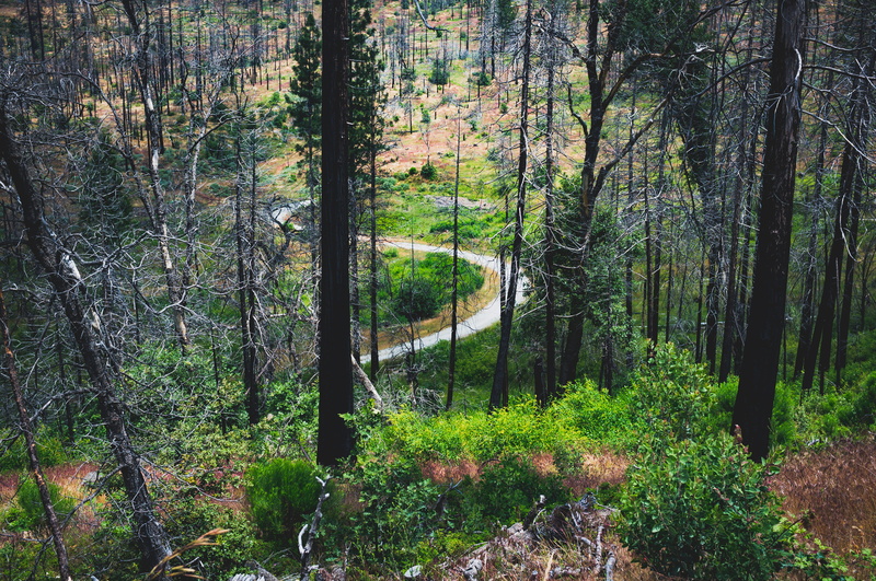 trees, dirt road, plant, united states, landscape, land, wide, scenics - nature, road, tree trunk, day, environment, country, trunk, non-urban scene, road less traveled