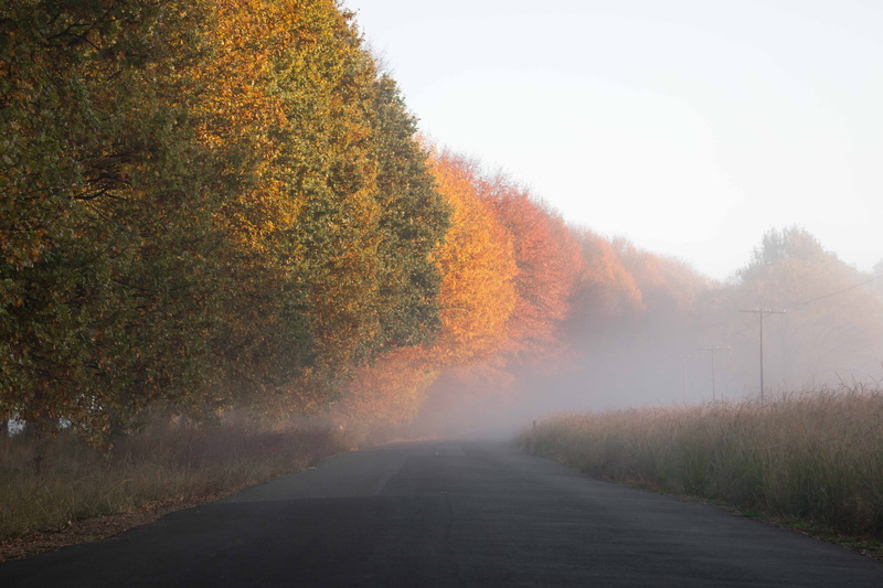 tranquil scene, folk, the way forward, transportation, diminishing perspective, nature, road, beauty in nature, outdoors, photography, plant, landscape