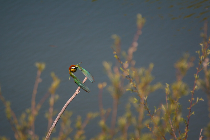 beauty in nature, plant, vertebrate, mid-air, water, nature, outdoors, birds, flight, animals in the wild, focus on foreground, lake, growth, animal, Colorful