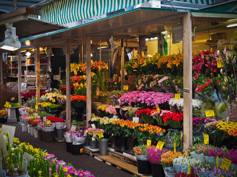 flower head, flower pot, sale, düsseldorf, market stall, freshness, outdoors, retail display, business, for sale, flower arrangement, plant, flower shop