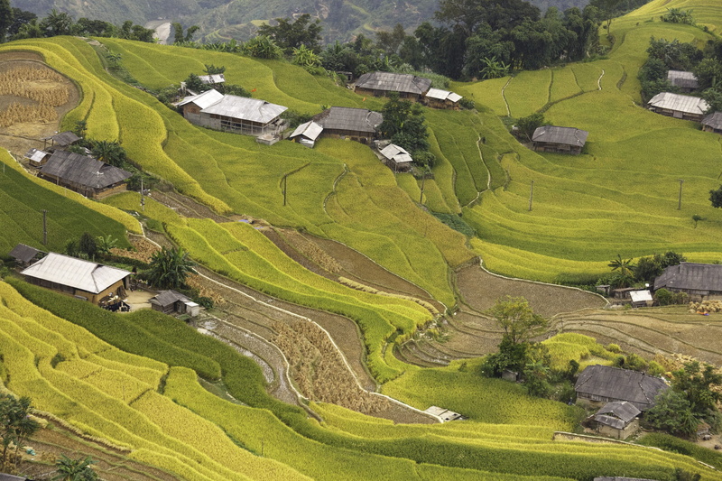 scenics - nature, rice, tranquility, farm, nature, the landscape, green, land, building exterior, hoangsuphi, travel, village, nation, the valley, green color