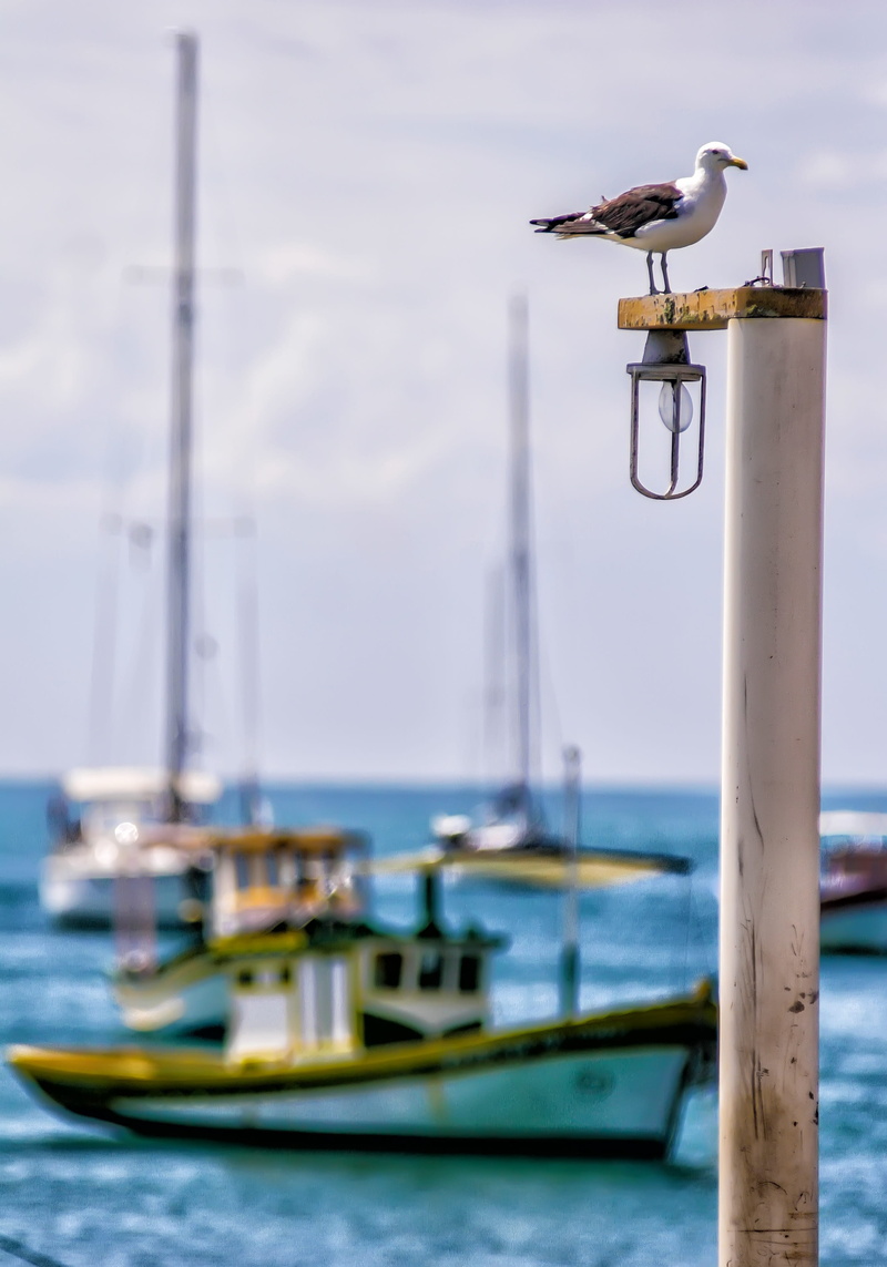 sky, nautical vessel, mode of transportation, perching, boat, sea, búzios, 2K, nature, animal, animals in the wild, no people, transportation, eventide