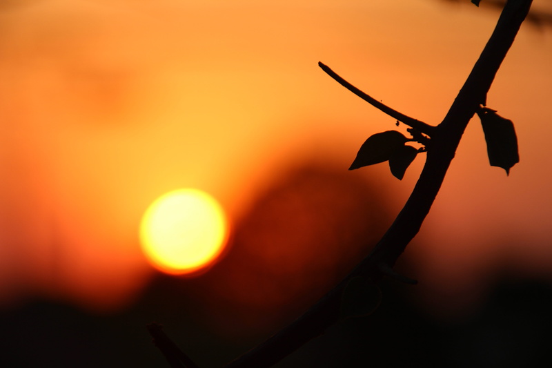 focus on foreground, no people, plant, time, selective focus, nature, eventide, by sunsets, tranquility, against light, sol, celebration, hanging, sunlight