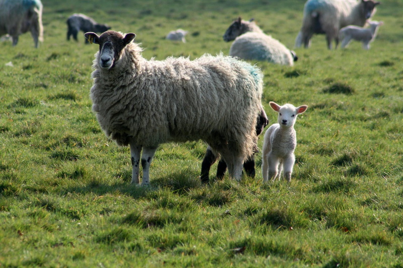 meadow, livestock, Lambing, beige, Image, Great Britain, baby, Photographer, grazing, flickr, NT, pasture, lamb, Tourist, Digital  Camera, Canon EOS 400D