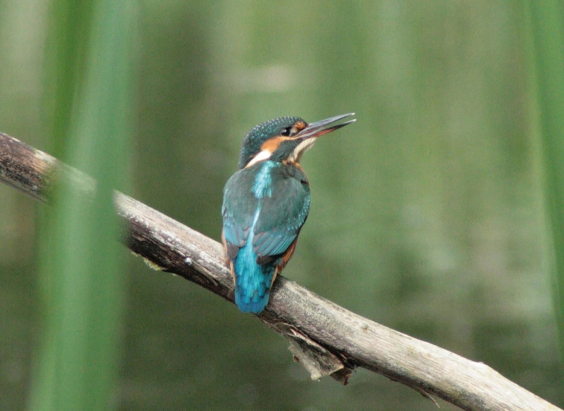 Common Kingfisher, Hide, Trees, animal, multi Colored, nature, Bridges, humming bird, humming, Picture, black, flickr, Gooderstone, GB, Water Gardens, atthis