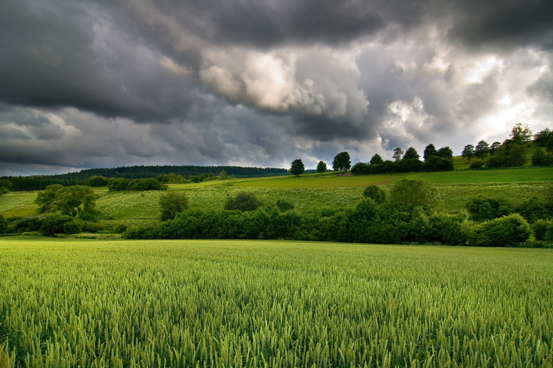 meadow, dunkel, Canon EOS 400D, coming up, Tokina, gato, clouds, rural Scene, scenics, scenery, tree, 4K, photo, Regen, outdoors, field, Explore, wheat