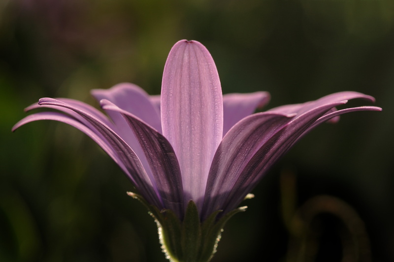 Compositae, top, Magnoliopsida, beauty In Nature, Plantae, Macro, Flower, micro, close-up, 2K, Asteraceae, Canon EOS 400D, plant, f50, USM, f/2.8, Singled out