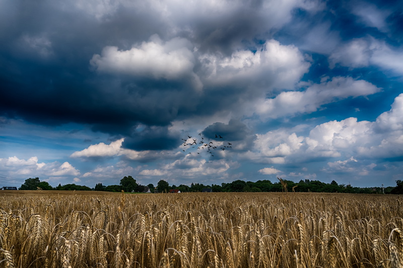 vögel, rural scene, field, no people, nature, growth, 5K, cereal plant, hdr, tranquil scene, birds, scenics - nature, cloud - sky, beauty in nature, plant