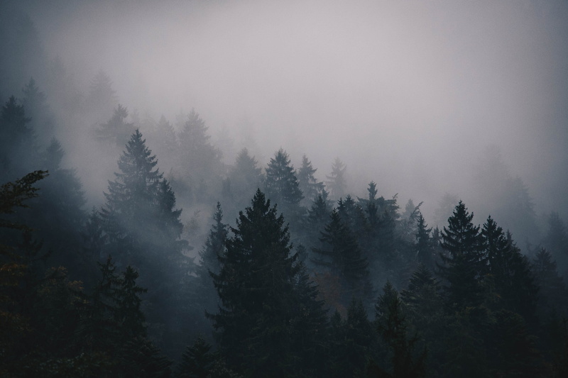 outdoors, no people, jackscorner, tranquility, field, non-urban scene, trees, silhouette, pine, mountain, environment, sky, tranquil scene, scenics - nature