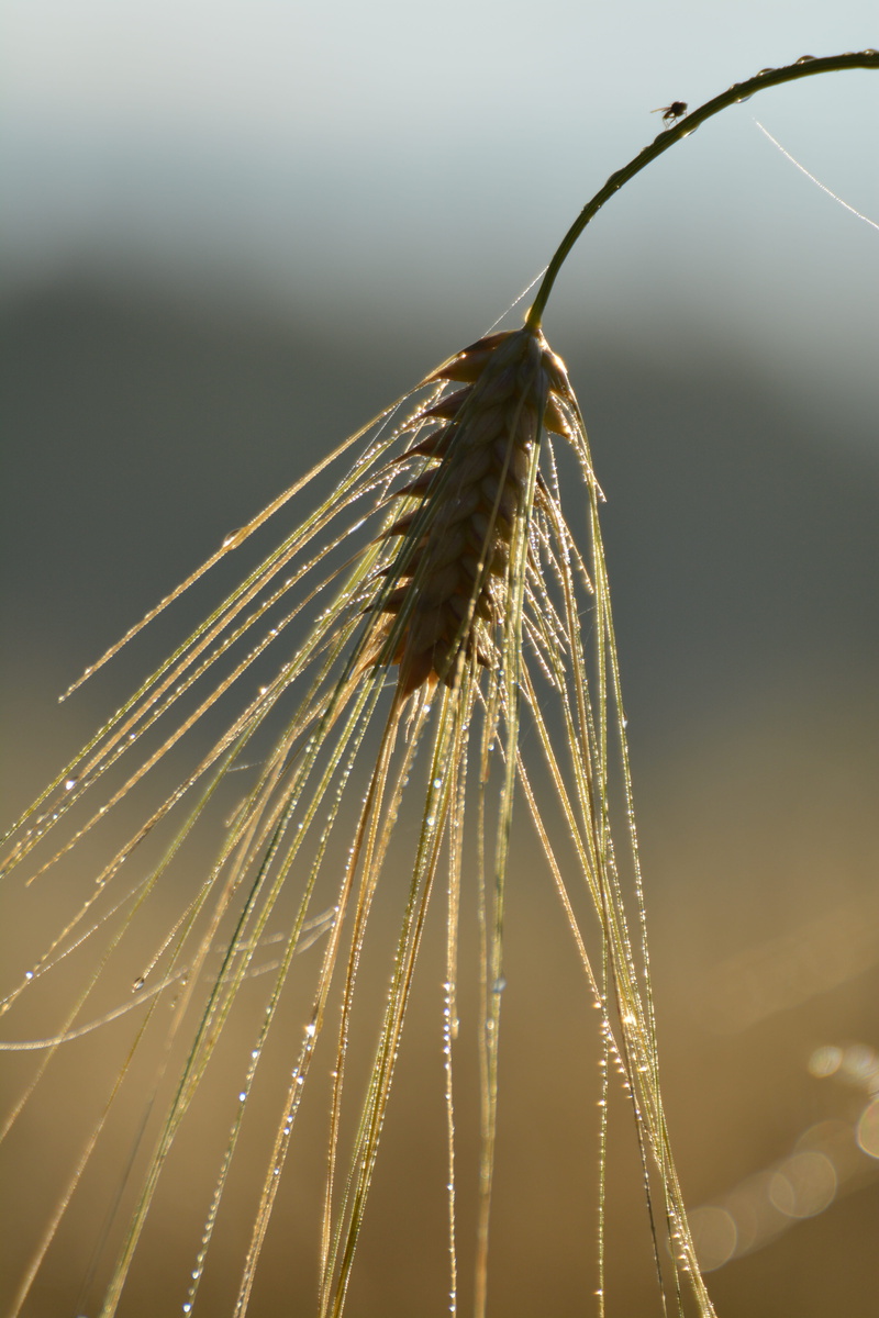 drop of water, plant, nature, dew, morning card, outdoors, close-up, malt, beer, plant stem, sky, beautifully, selective focus, fragility, purity, countryside