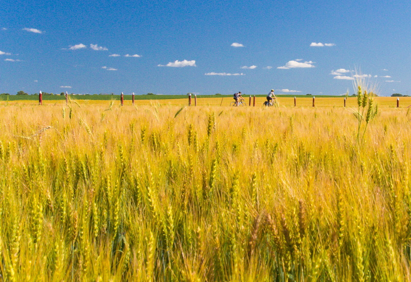 field, blue, cyclists, summer, clouded, Wheat Field, crop, Central, Ottawa, sky, 2K, wheat  fields, daytime, vélos, Felder, rural Scene, outdoors, nature