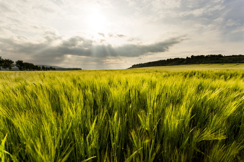 light, 6D, acker, clouds, green, corn, sunlight, wheat, landscape, 5K, sunset, meadow, Canon, weizen, wolken, agriculture, blue, green grass, der, Sachsen-Anhalt