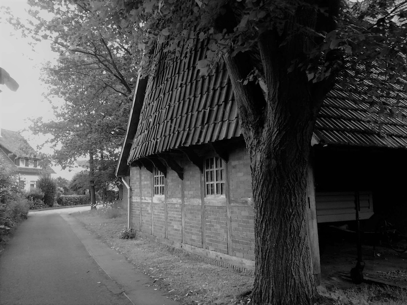 built structure, schwarz weiss, architecture, tree, old, no people, outdoors, building exterior, roof, plant, 1080P, building, day, growth, land, dorf