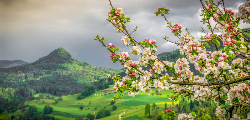 Leesburg, flowering, Switzerland, branches, spring, the Canton of Basel-Landschaft, valley, Canton of Basel-Country, Liesberg Dorf, Apple, 4K, mountains