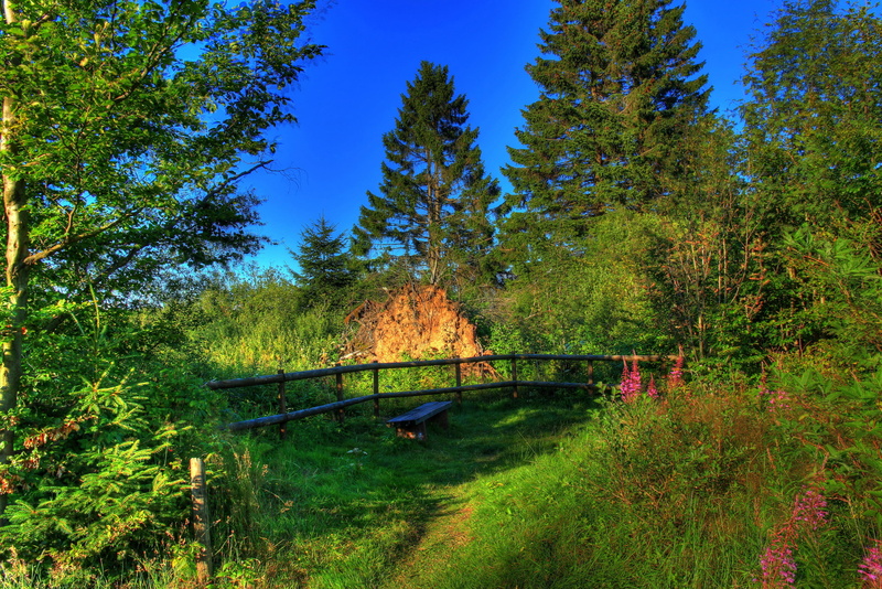 architecture, brown, day, wooden, grass, forest, connection, green color, plant, tree, 2K, no people, tranquil scene, land, non-urban scene, Hessen, landscape