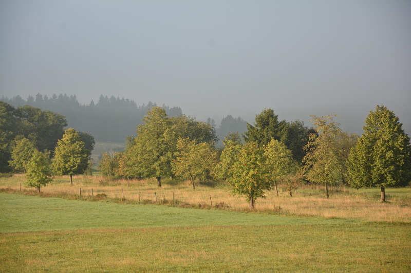 sky, day, mornings, deutschland, grass, environment, autumn, green color, outdoors, scenics - nature, trees, land, fog, nature, growth, siegen, landscape