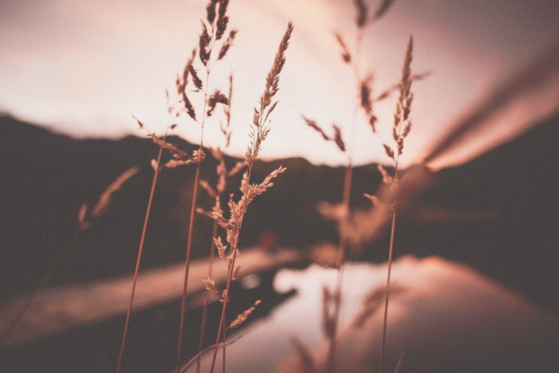 sky, tranquil scene, field, yellow, 5K, beauty in nature, rot, outdoors, stalk, sunlight, plant, frei, selective focus, lifestyle, reed, no people, tree