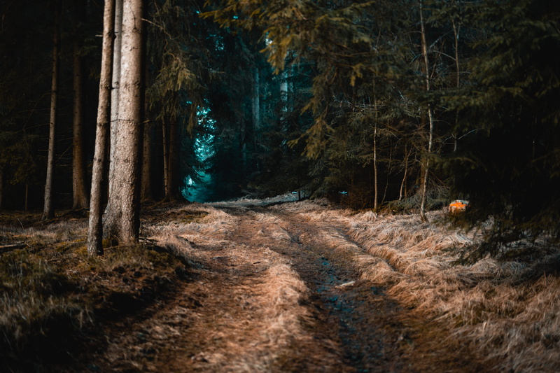 growth, direction, dirt, nature, abies, 5K, bäume, woods, non-urban scene, wanderlust, tree, road, baum, dreck, trunk, scenics - nature, mystery, tree trunk