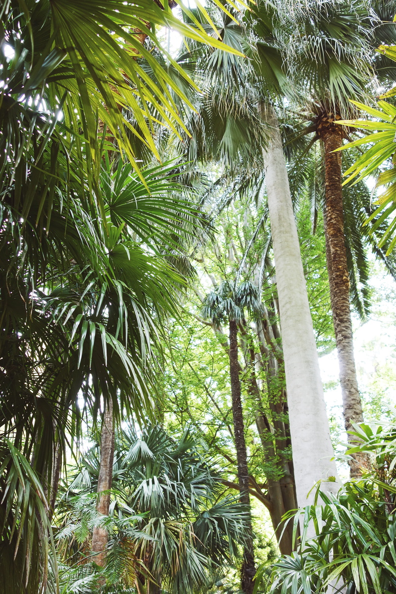 leaf, nature, beauty in nature, exotic, outdoors, botanicgarden, low angle view, tropical, day, tree, tropical climate, 5K, valencia, forest, palm tree