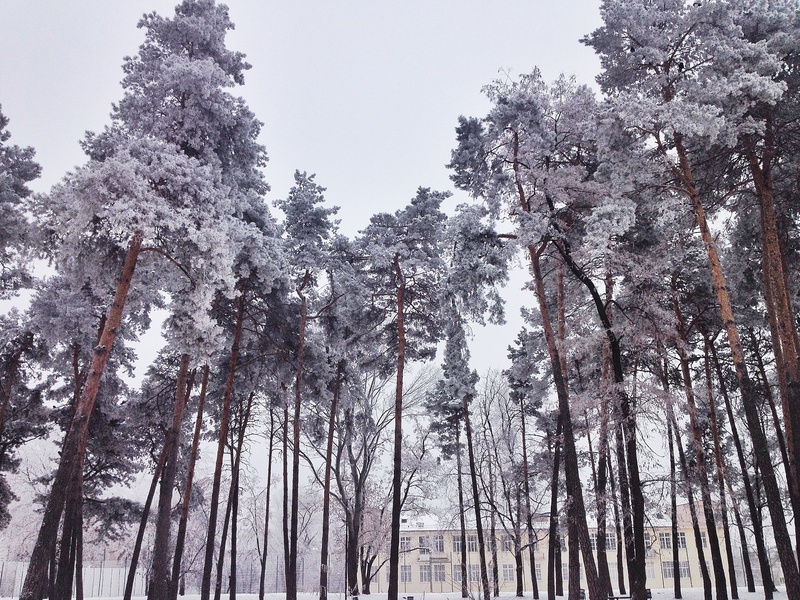 coniferous tree, tree trunk, cold temperature, day, trunk, snow, growth, pine tree, schnee, outdoors, bäume, forest, winter, low angle view, sky, beauty in nature
