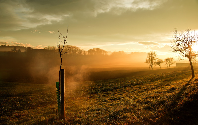 sun, tree, bäume, photo, nature, grass, sky, rural Scene, sun  light, sunrise - Dawn, outdoors, sunset, 5K, sunshine, dusk, country, orange  tree, scenics