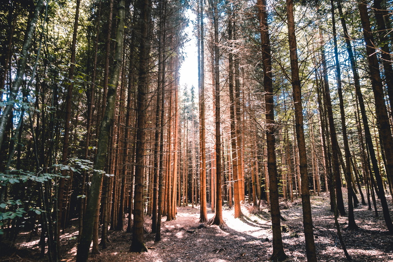non-urban scene, scenics - nature, trees, day, no people, tranquility, growth, forest, baum, land, tranquil scene, frauenfeld, idyllic, 5K, woodland, bäume