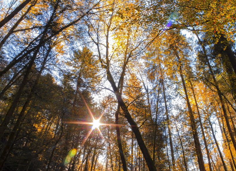sky, tree canopy, goldig, cc by-nc, autumn, wildberg, forest, licht, sonne, nature, switzerland, 4K, sunlight, lens flare, plant, colors, change