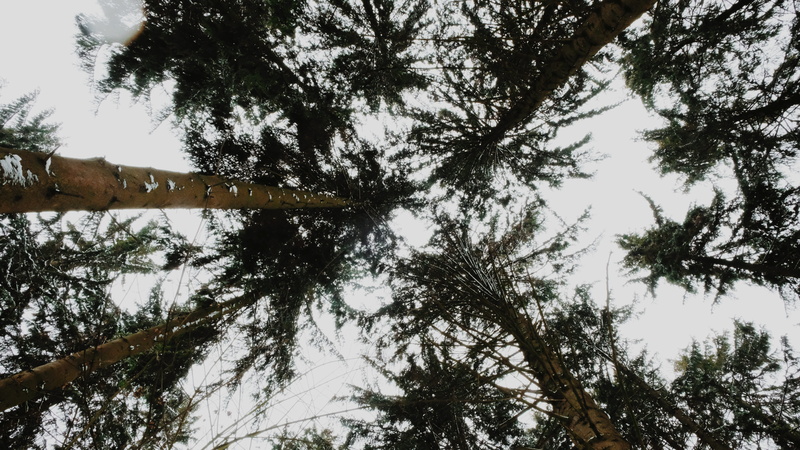 tranquil scene, day, tree, nature, pine, no people, spruce, woman, sky, fir, growth, bäume, building, scenics - nature, abies, redwood, conifer, outdoors